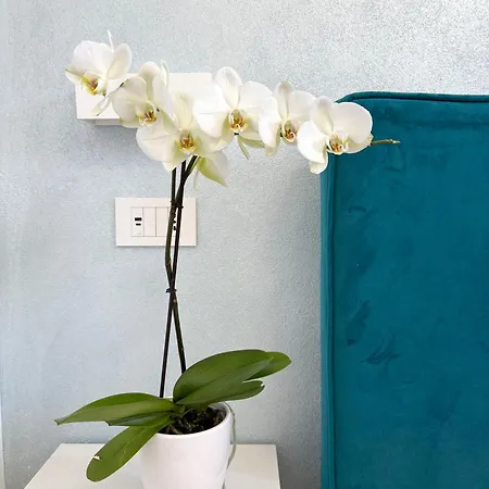 Glamping Degli Ulivi